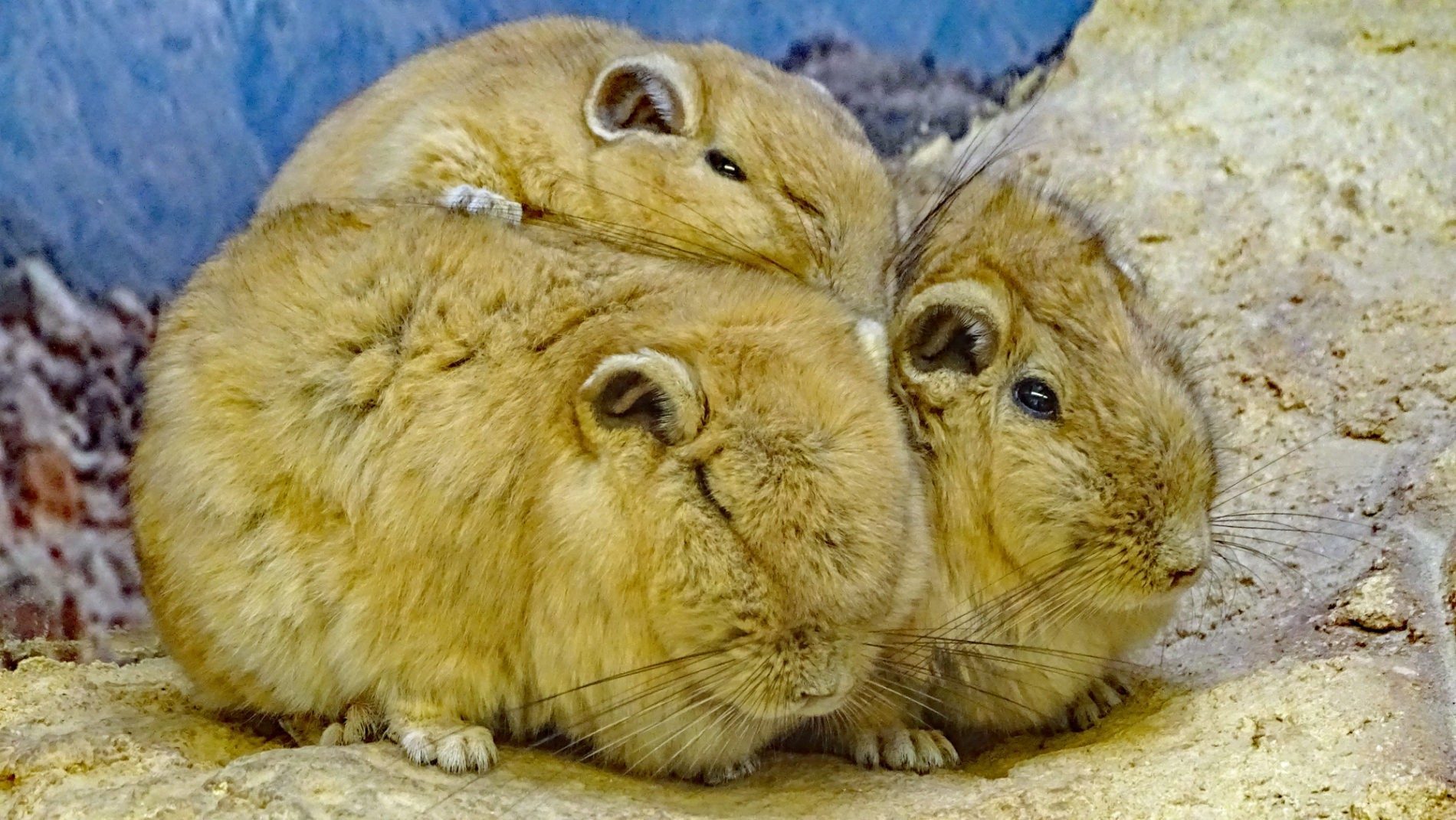 Gundi Zoo Dresden