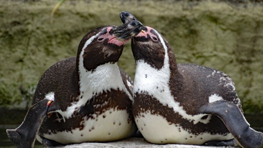 Humboldt-Pinguine im Zoo Dresden (Foto: Zoo Dresden (Winfried Gensch)) Humboldt-Pinguine im Zoo Dresden