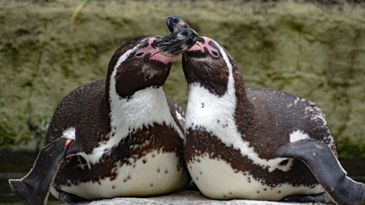 Humboldt-Pinguin - Zoo Dresden