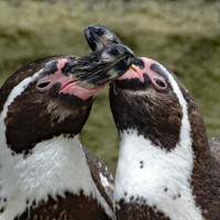 Humboldt-Pinguine im Zoo Dresden