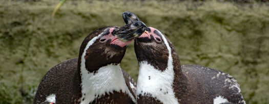 Humboldt-Pinguine im Zoo Dresden