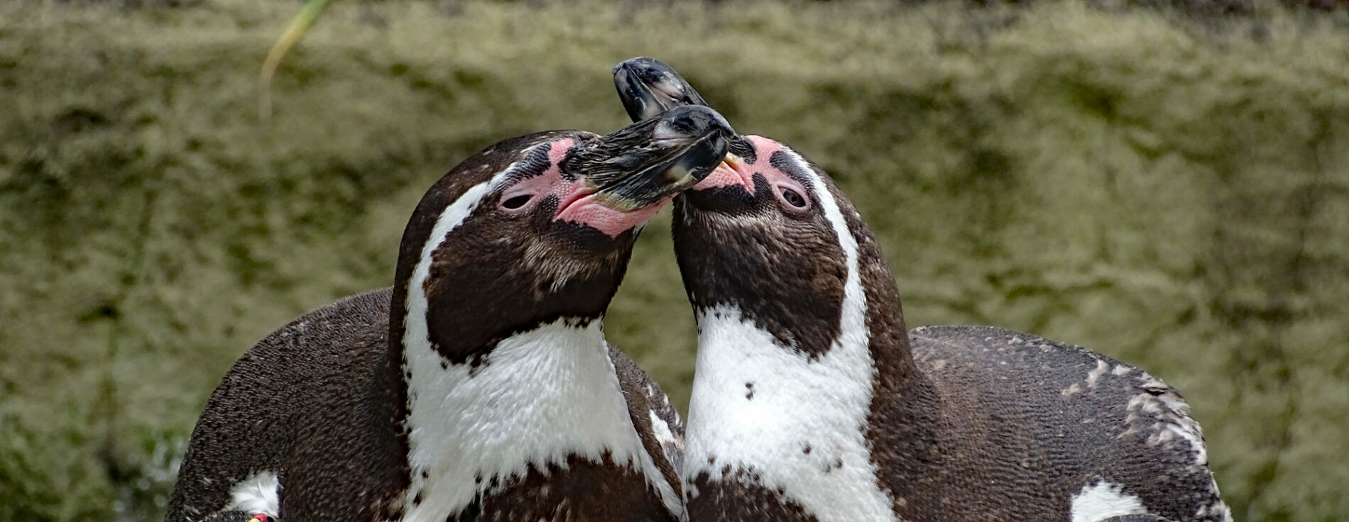 Humboldt-Pinguin - Zoo Dresden