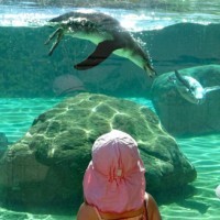 Mädchen beobachtet Pinguine beim Schwimmen