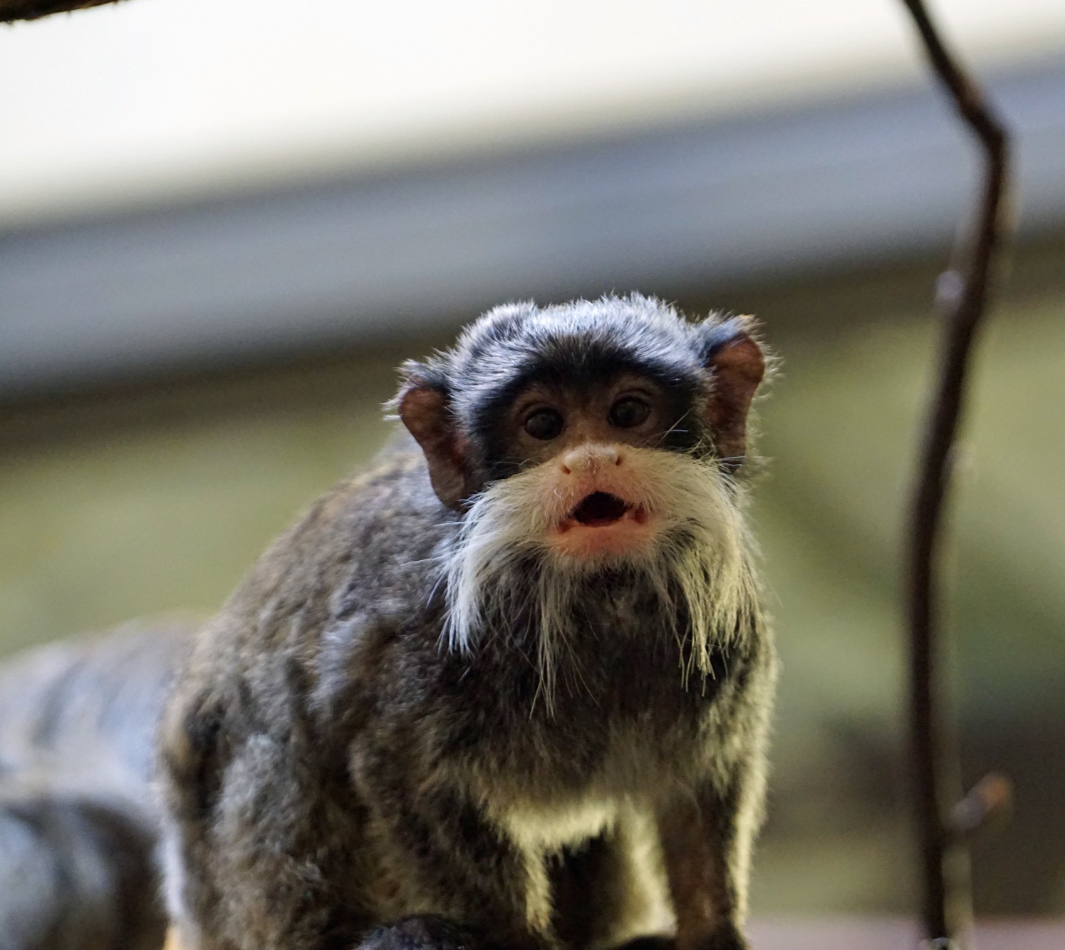 Emperor tamarin