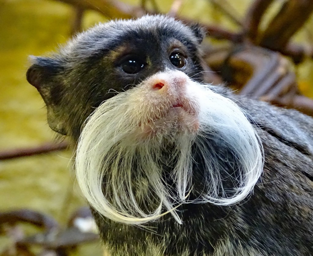 Emperor tamarin - Zoo Dresden