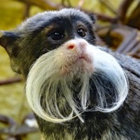 Emperor tamarin