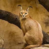 Caracal