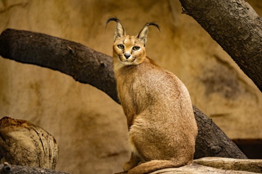 Caracal