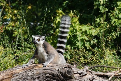 Ring-tailed lemur