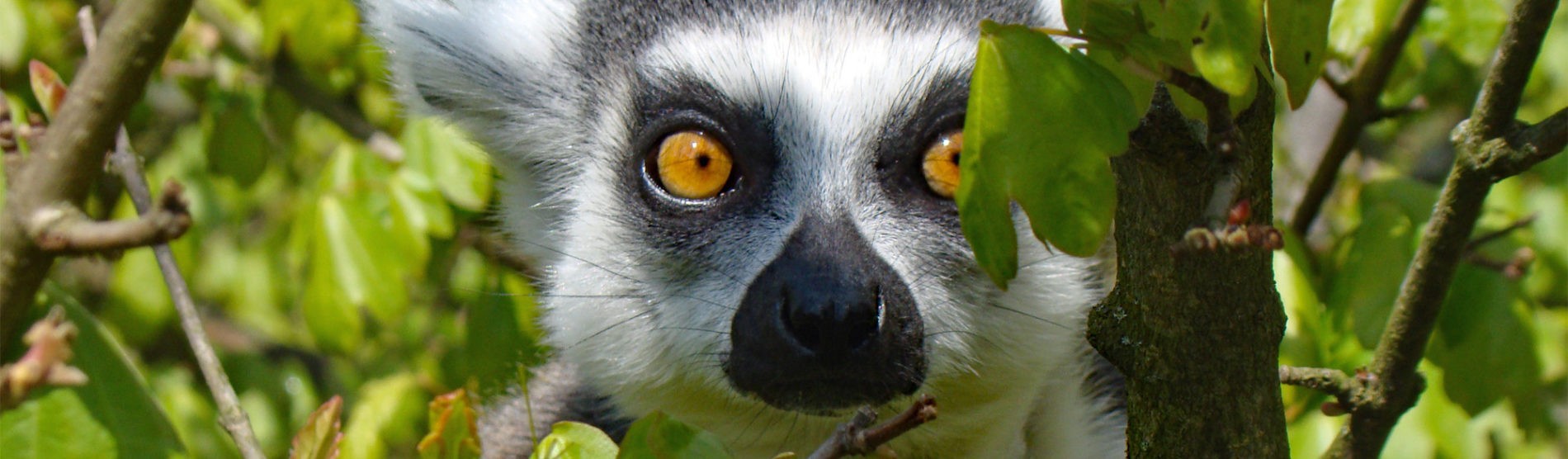 Ring-tailed lemur