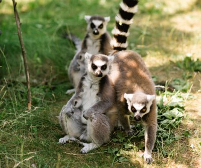 Přístupný ostrůvek lemurů kata