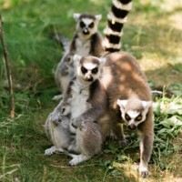 Ring-tailed lemurs