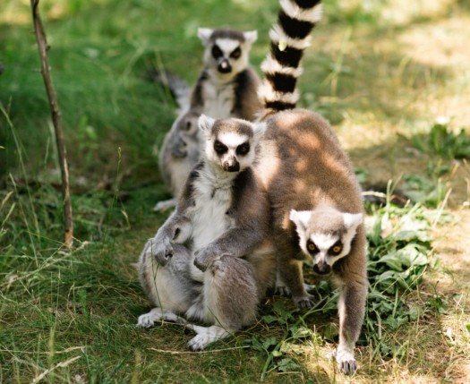 Ring-tailed lemurs