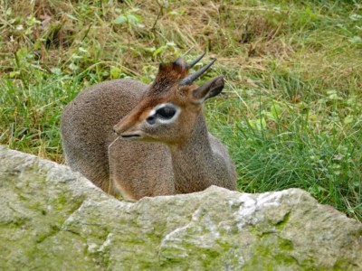 Kirk's dikdik