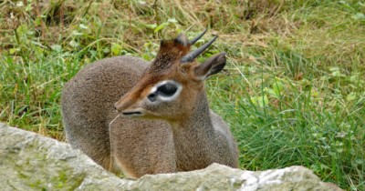 Kirk-Dikdik