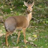 Kirk's dikdik