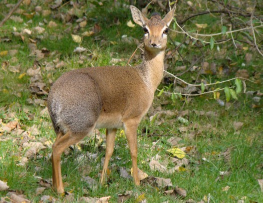Kirk's dikdik
