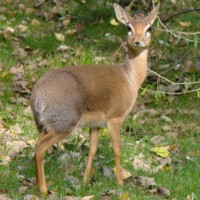 Kirk-Dikdik