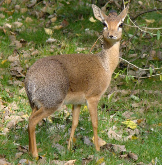 Kirk-Dikdik