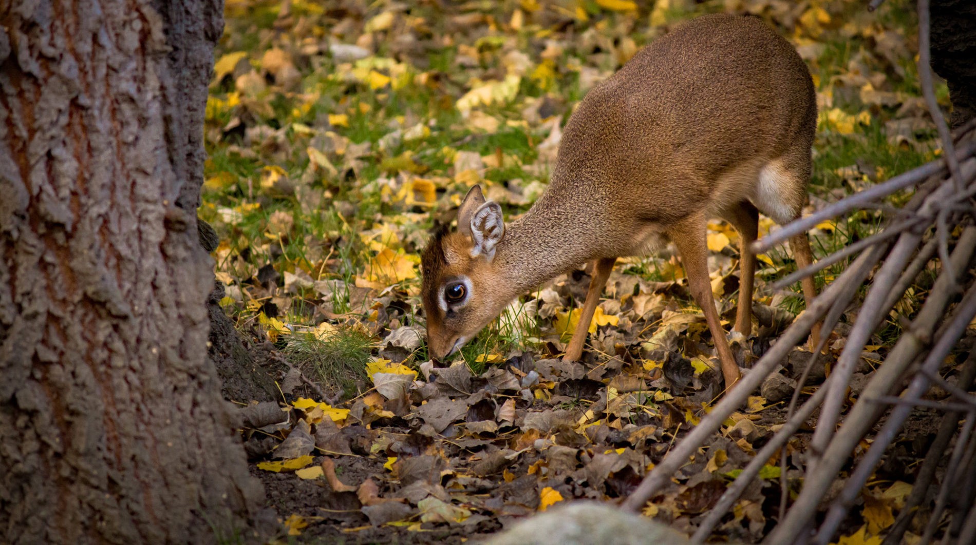 Kirk's dikdik