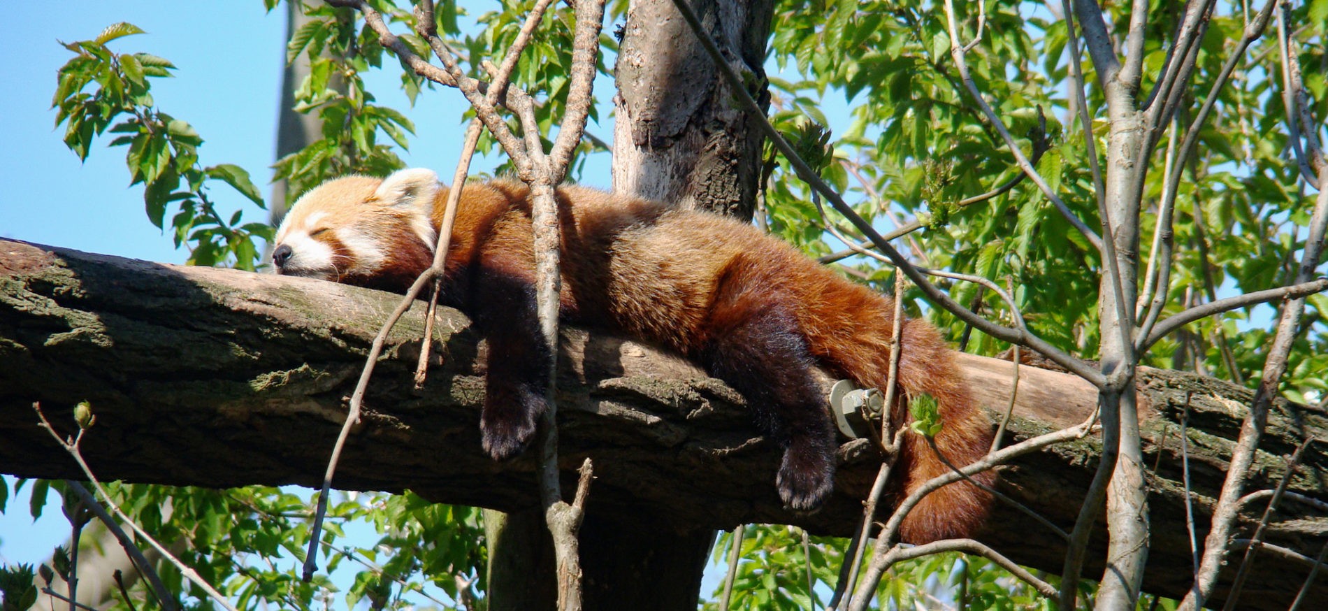 schlafender Kleiner Panda