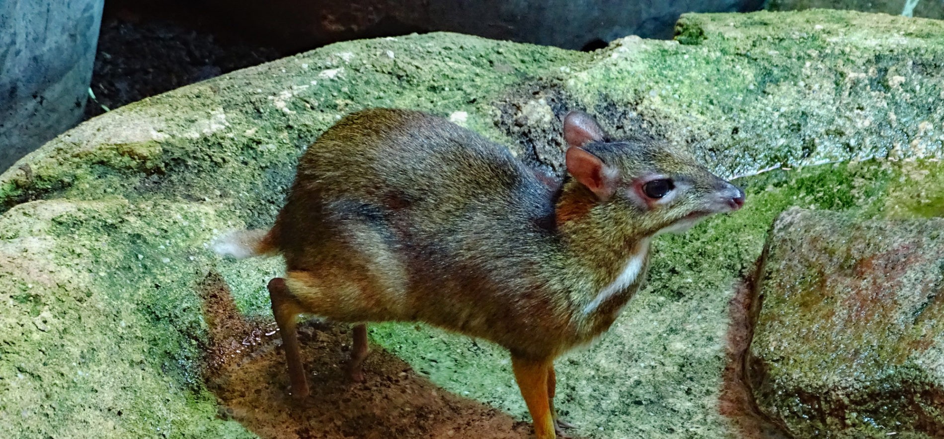 Lesser mouse-deer