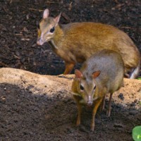 Lesser mouse-deers