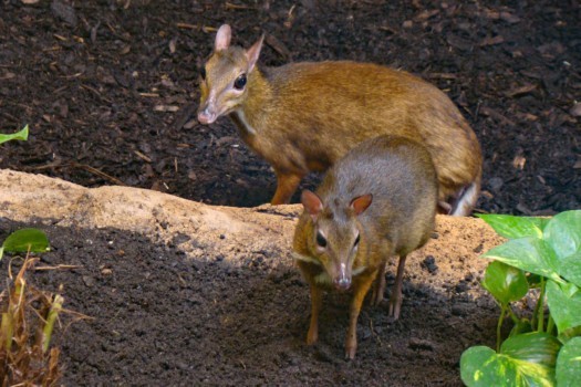 Lesser mouse-deers