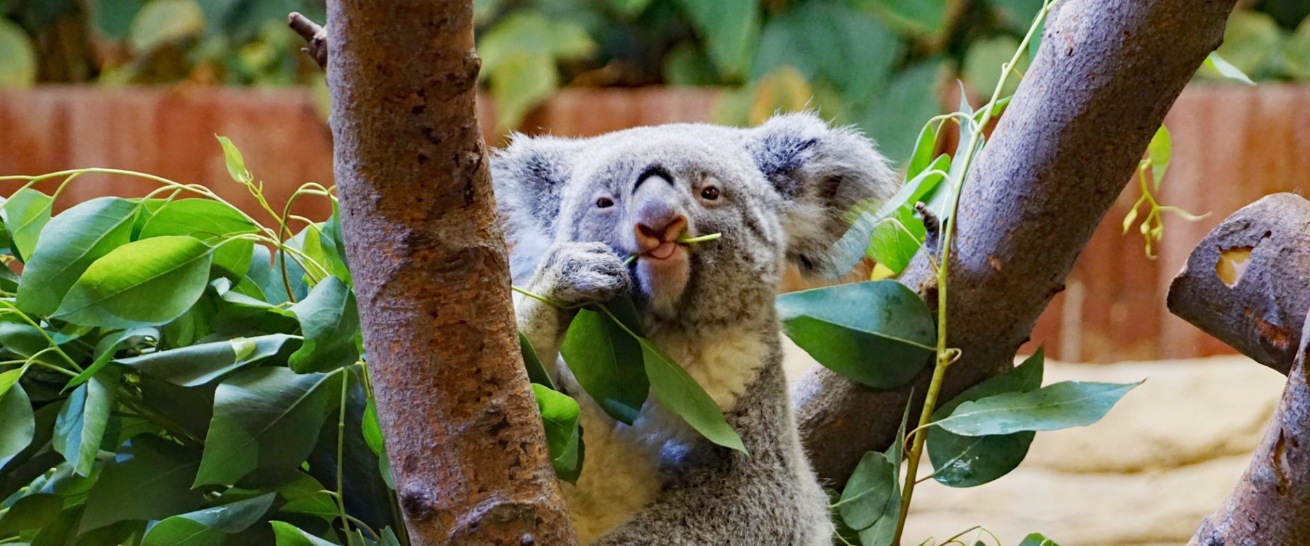 Koala Mullaya