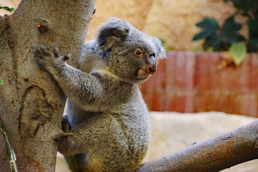 Koala