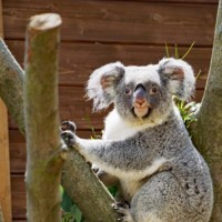 Koala-Weibchen Sydney in der Außenanlage