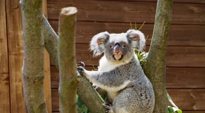 Koala-Weibchen Sydney in der Außenanlage