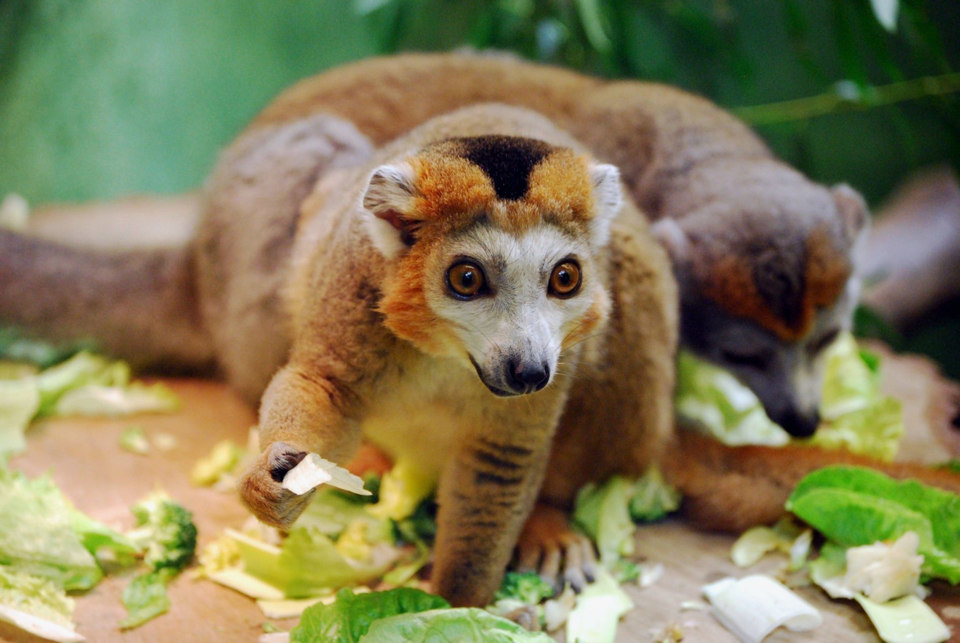 Crowned lemur