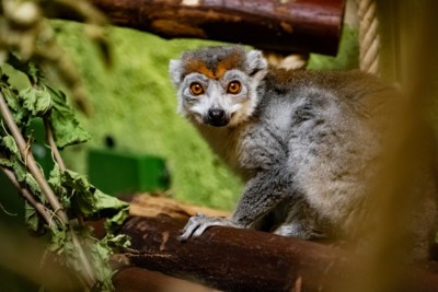 Crowned lemur