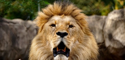 Löwe