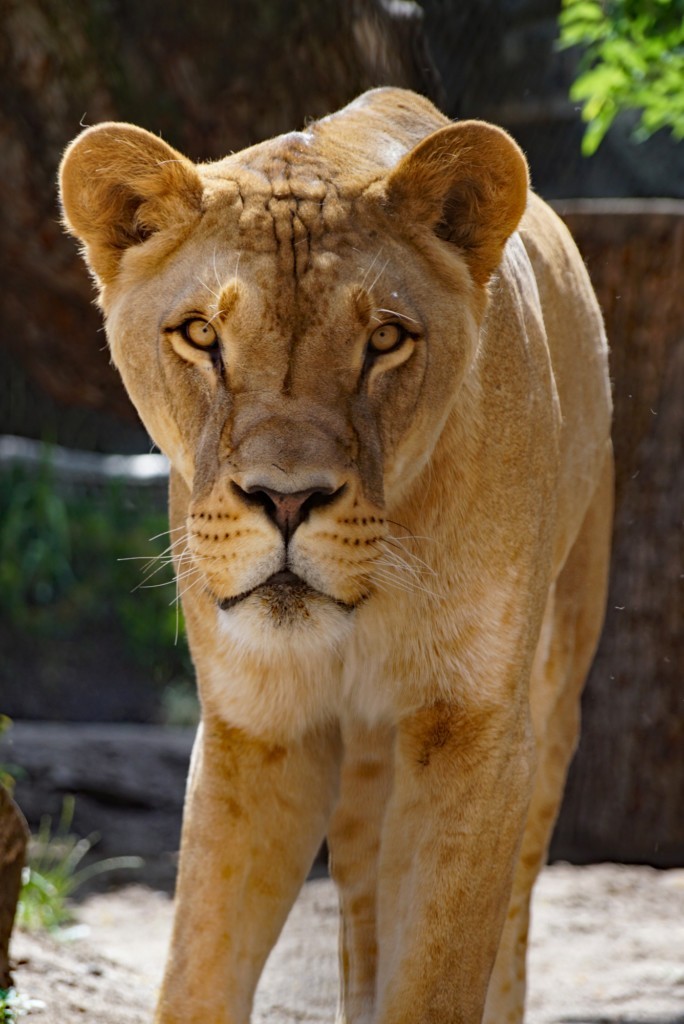 Löwe