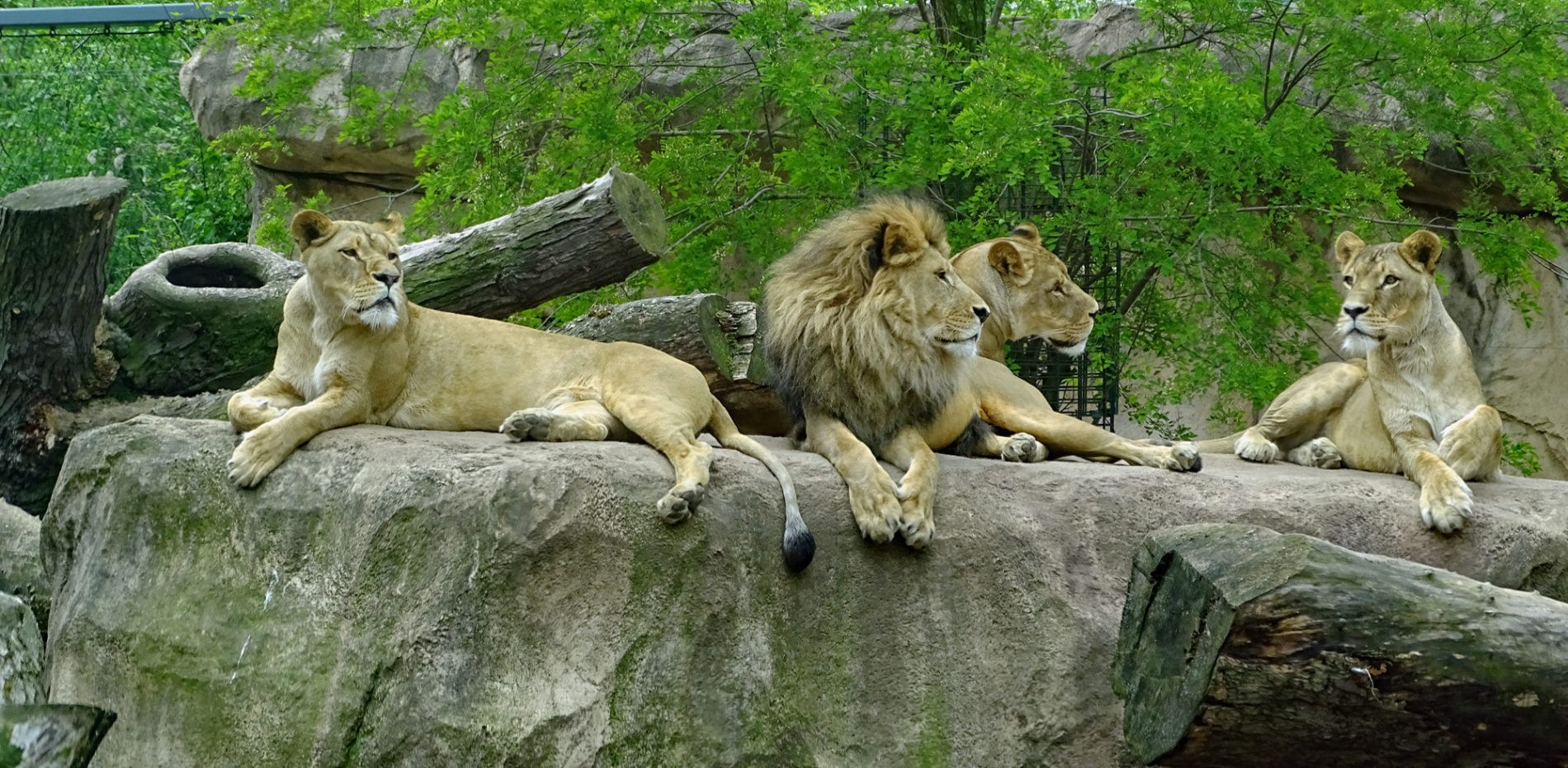 Löwen auf Felsen