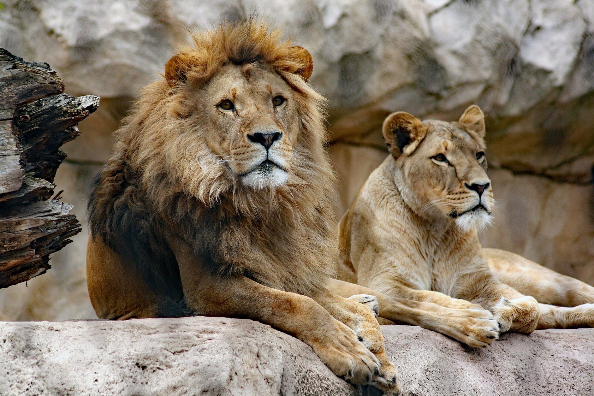 Löwenpaar im Zoo Dresden