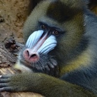 Mandrill