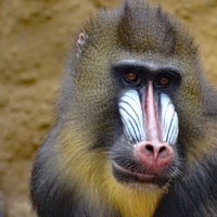 Mandrill