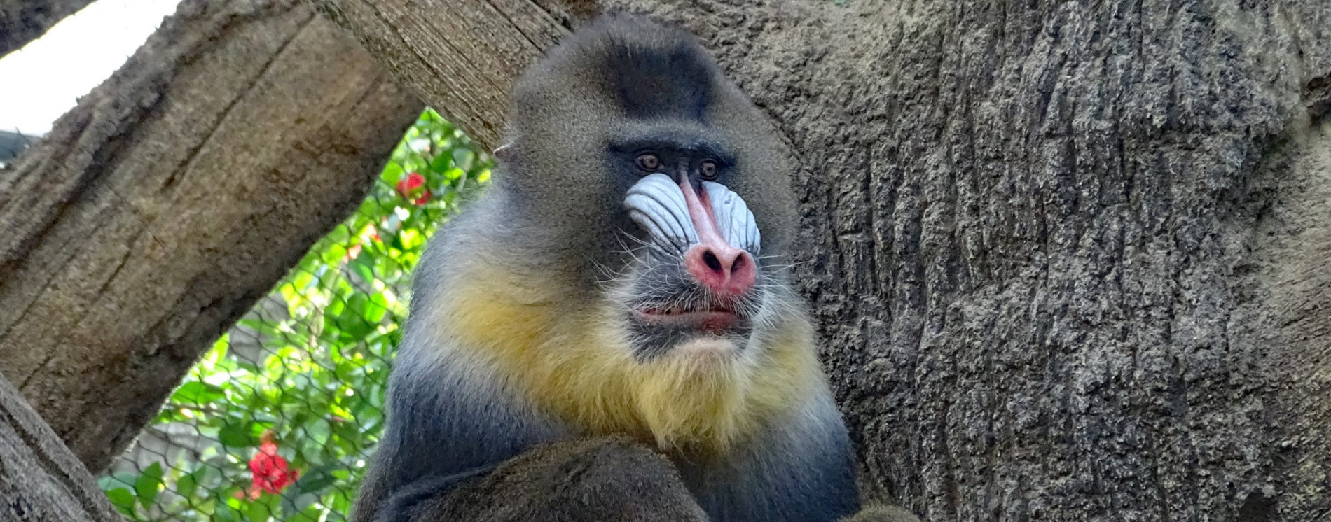Mandrill Napo