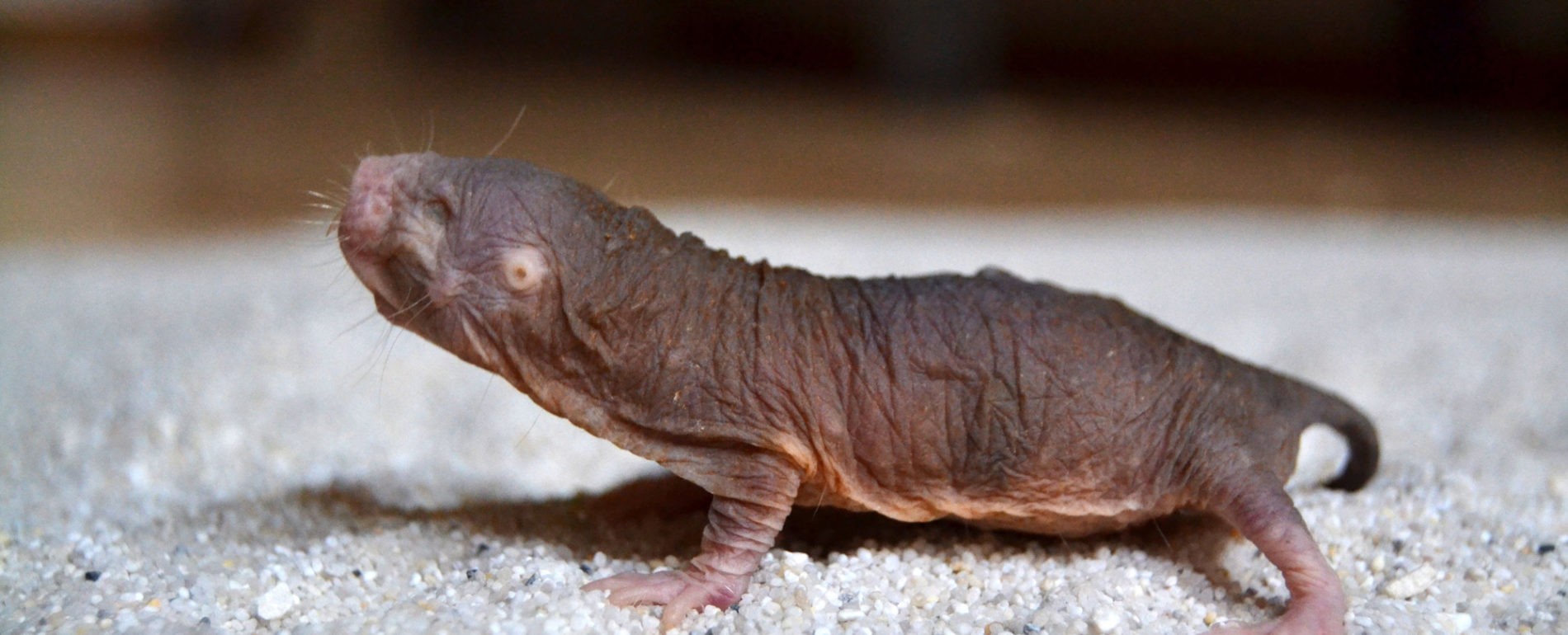 Naked mole rat