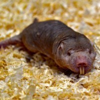 Naked mole rat