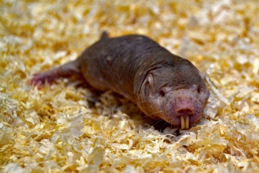 Naked mole rat