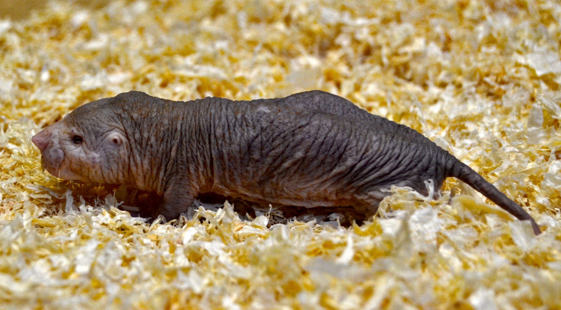 Naked mole rat