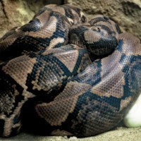 Reticulated Python