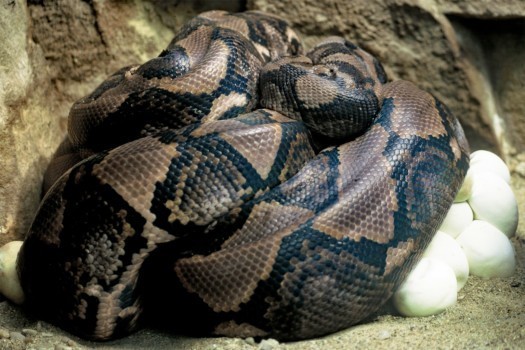 Reticulated Python