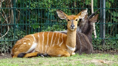 Nyala sitzt im Gras