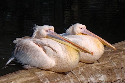 Great white pelicans