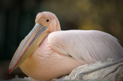 Great white pelican